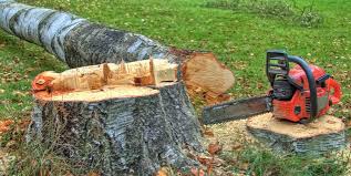 Best Tree and Shrub Care  in Tieton, WA