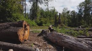 Best Tree Risk Assessment  in Tieton, WA