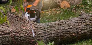 Best Root Management and Removal  in Tieton, WA