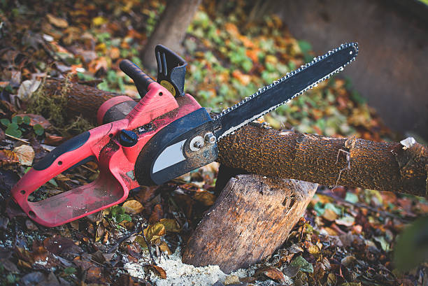 How Our Tree Care Process Works  in  Tieton, WA